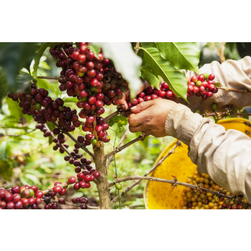 Colombia La Serrania Decaf